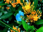 Blume - 500 Teile (Puzzle)
