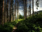 Wald - 1.000 Teile (Puzzle)