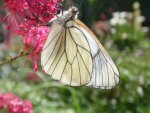 Schmetterling - 500 Teile (Puzzle)
