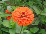 Sommerblume - 500 Teile (Puzzle)