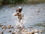 Hund - 500 Teile (Puzzle)