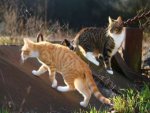 Katzen - 500 Teile (Puzzle)