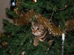 Katze im Weihnachtsbaum - 500 Teile (Puzzle)