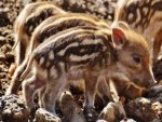 Wildschwein - 1.000 Teile (Puzzle)