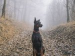 Dobermann - 1.000 Teile (Puzzle)