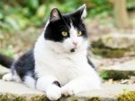 Katze - 1.000 Teile (Puzzle)