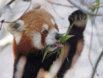 Kleiner Panda - 500 Teile (Puzzle)