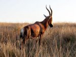 Gazelle - 1.000 Teile (Puzzle)