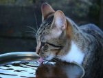 Katze - 1.000 Teile (Puzzle)