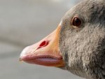 Gans - 1.000 Teile (Puzzle)