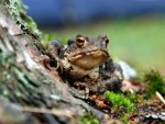 Frosch - 500 Teile (Puzzle)