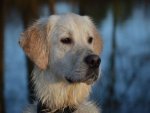 Hund - 500 Teile (Puzzle)