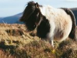 Shetland Island Pony - 1.000 Teile (Puzzle)