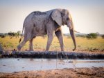 Elefant - 500 Teile (Puzzle)