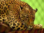 Jaguar - 500 Teile (Puzzle)