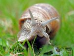 Schnecke - 1.000 Teile (Puzzle)