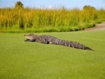 Alligator auf Golfplatz - 1.000 Teile (Puzzle)
