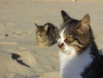 Katzen am Strand - 1.000 Teile (Puzzle)