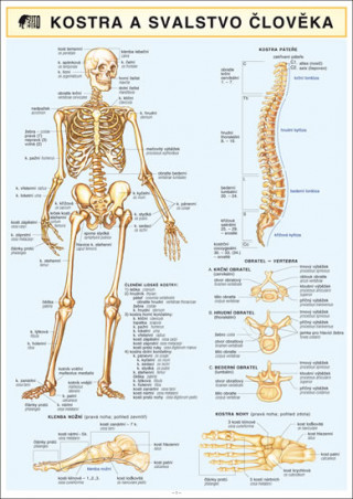 Kostra Svalstvo Člověka A4