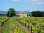Weingut - 1.000 Teile (Puzzle)