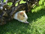 Meerschweinchen - 1.000 Teile (Puzzle)