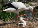 Storch - 1.000 Teile (Puzzle)