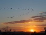 Sonnenuntergang mit Vögeln - 500 Teile (Puzzle)