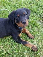 Rottweiler - 500 Teile (Puzzle)