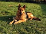 Schäferhund - 1.000 Teile (Puzzle)