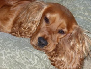 Cocker Spaniel - 500 Teile (Puzzle)