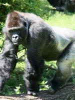 Gorilla - 500 Teile (Puzzle)