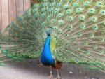 Pfau - 1.000 Teile (Puzzle)