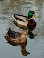 Ente - 1.000 Teile (Puzzle)