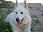 Schweizer Schäferhund - 500 Teile (Puzzle)