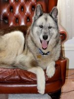Schäferhund-Husky - 1.000 Teile (Puzzle)