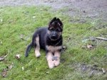 Schäferhund Welpe - 500 Teile (Puzzle)