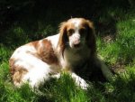Bretonenspaniel - 500 Teile (Puzzle)