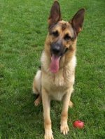 Schäferhund - 500 Teile (Puzzle)