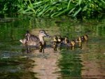 Ente mit Küken - 1.000 Teile (Puzzle)