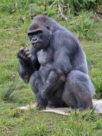 Gorilla - 1.000 Teile (Puzzle)