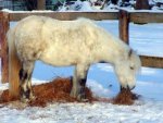 Shetland Pony - 1.000 Teile (Puzzle)