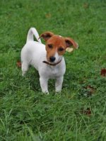 Jack Russell Terrier - 1.000 Teile (Puzzle)