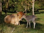 Kuh mit Kalb - 500 Teile (Puzzle)