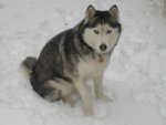 Husky - 1.000 Teile (Puzzle)