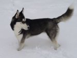 Husky - 500 Teile (Puzzle)