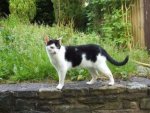 Katze - 500 Teile (Puzzle)