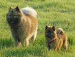 Eurasier - 1.000 Teile (Puzzle)