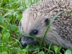 Igel - 500 Teile (Puzzle)