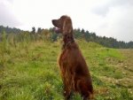 Irish Setter - 500 Teile (Puzzle)