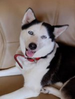 Husky - 1.000 Teile (Puzzle)